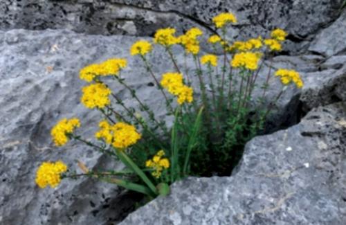Endemik Bitki Ne Demek?